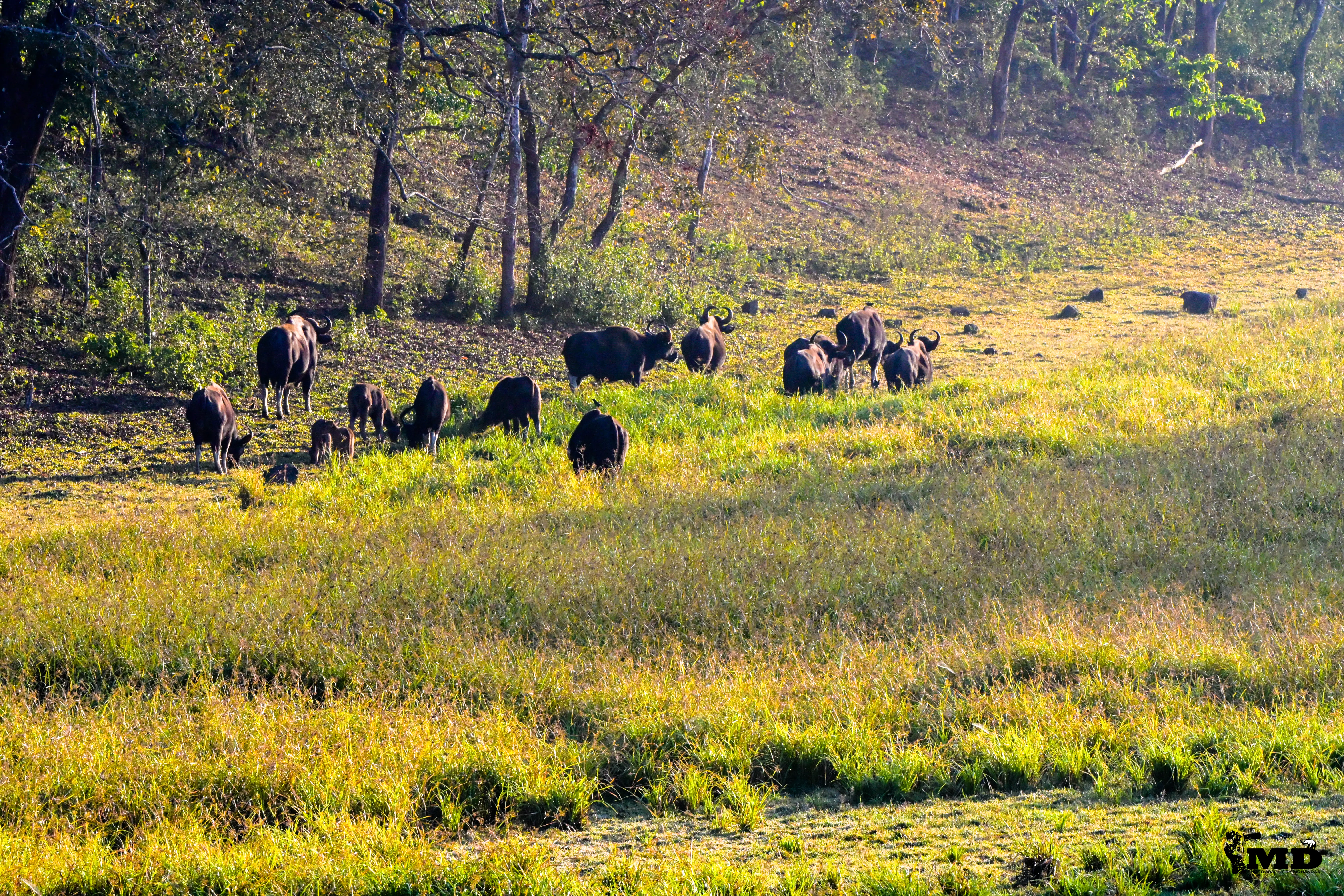 A group of Indian wild gaurs