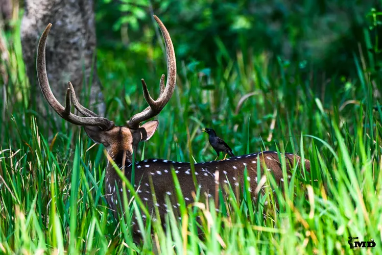 Spotted deer at Muthanga wildlife sanctuary | Kerala | India