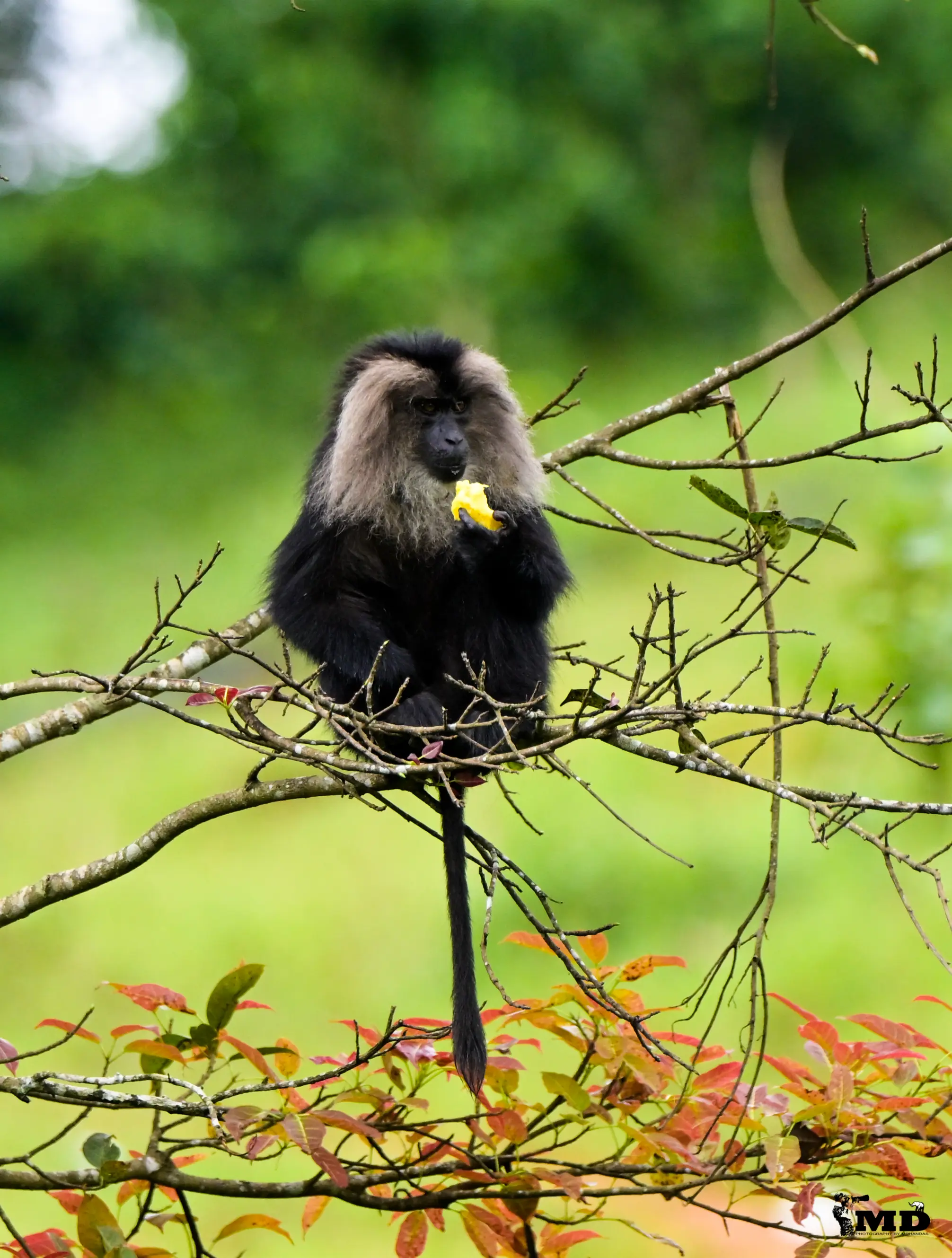 Lion-tailed macaque