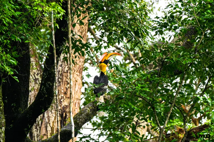 Great Indian Hornbill at Vazhachal Forest | Kerala | India