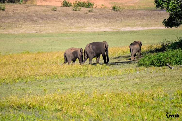 Elephants at Periyar Wildlife Sanctuary | Kerala | India