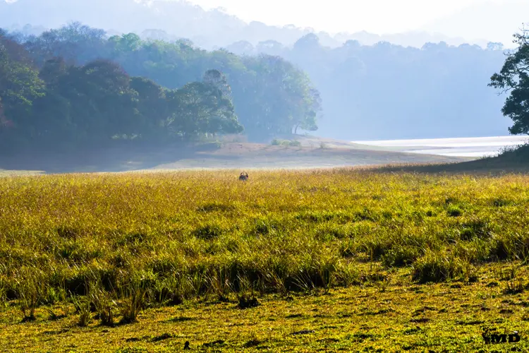 A morning click from Thekkady Watch Tower at Periyar Wildlife Sanctuary | Kerala | India