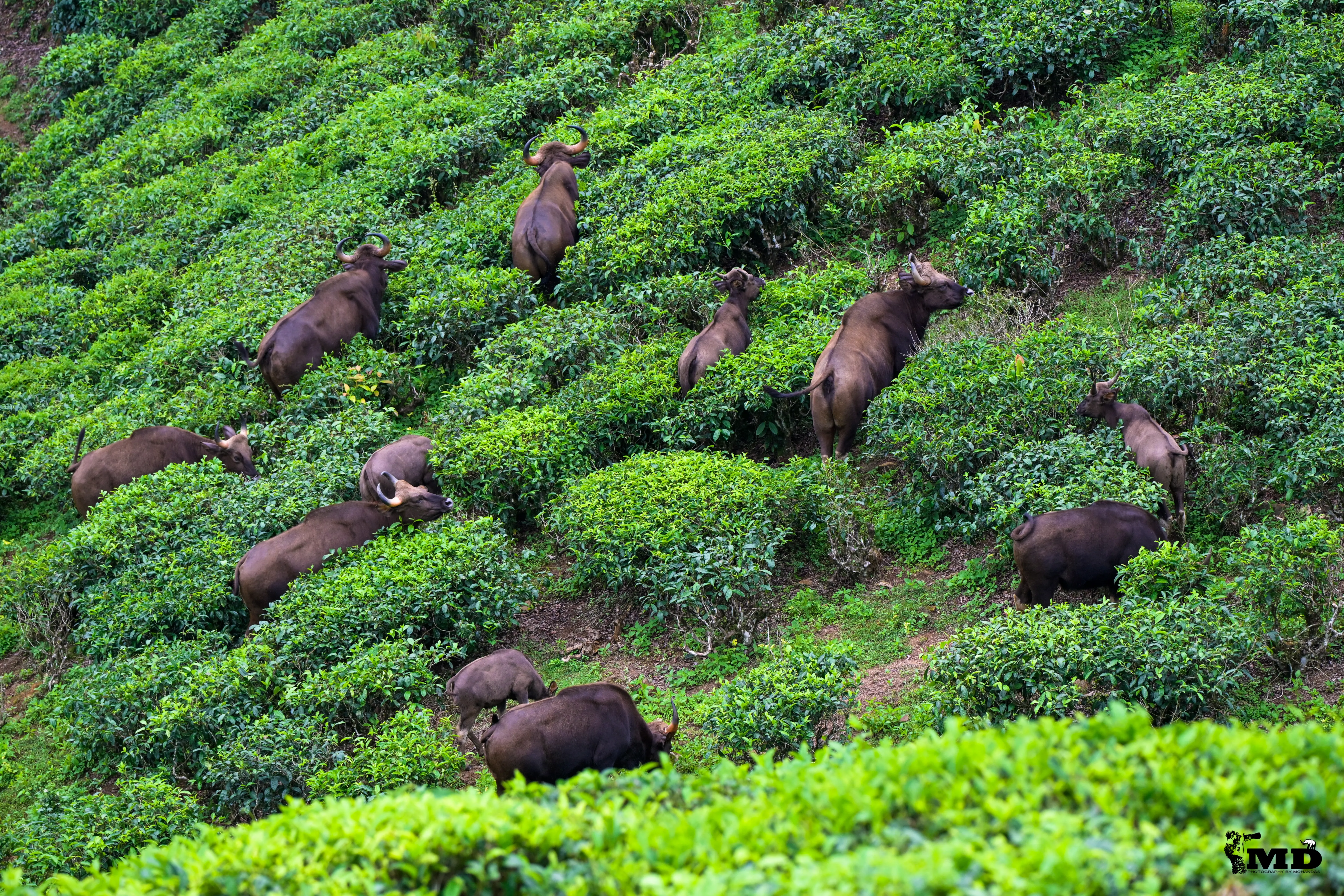 A group of Indian wild gaurs