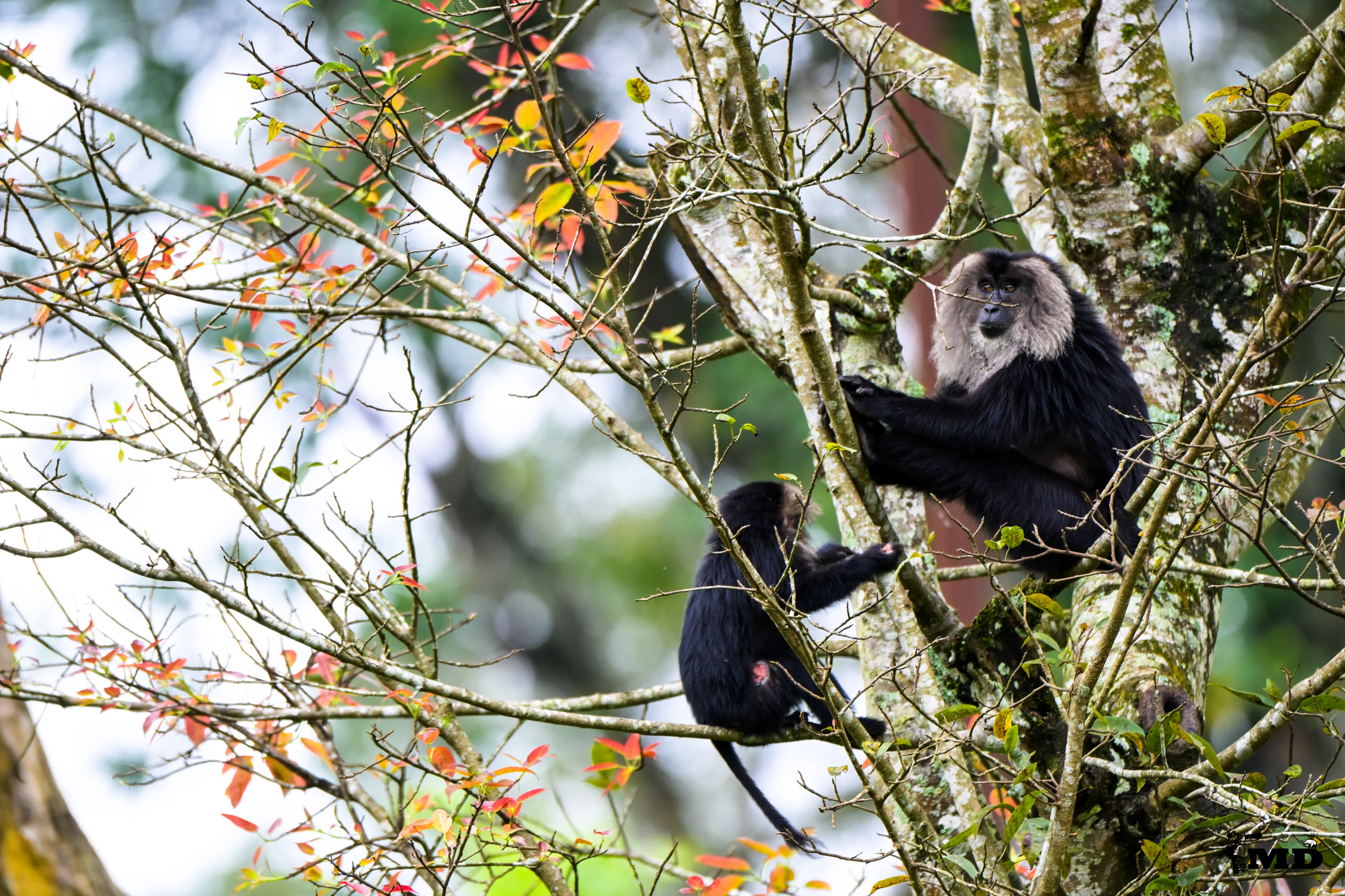 Lion-tailed macaque