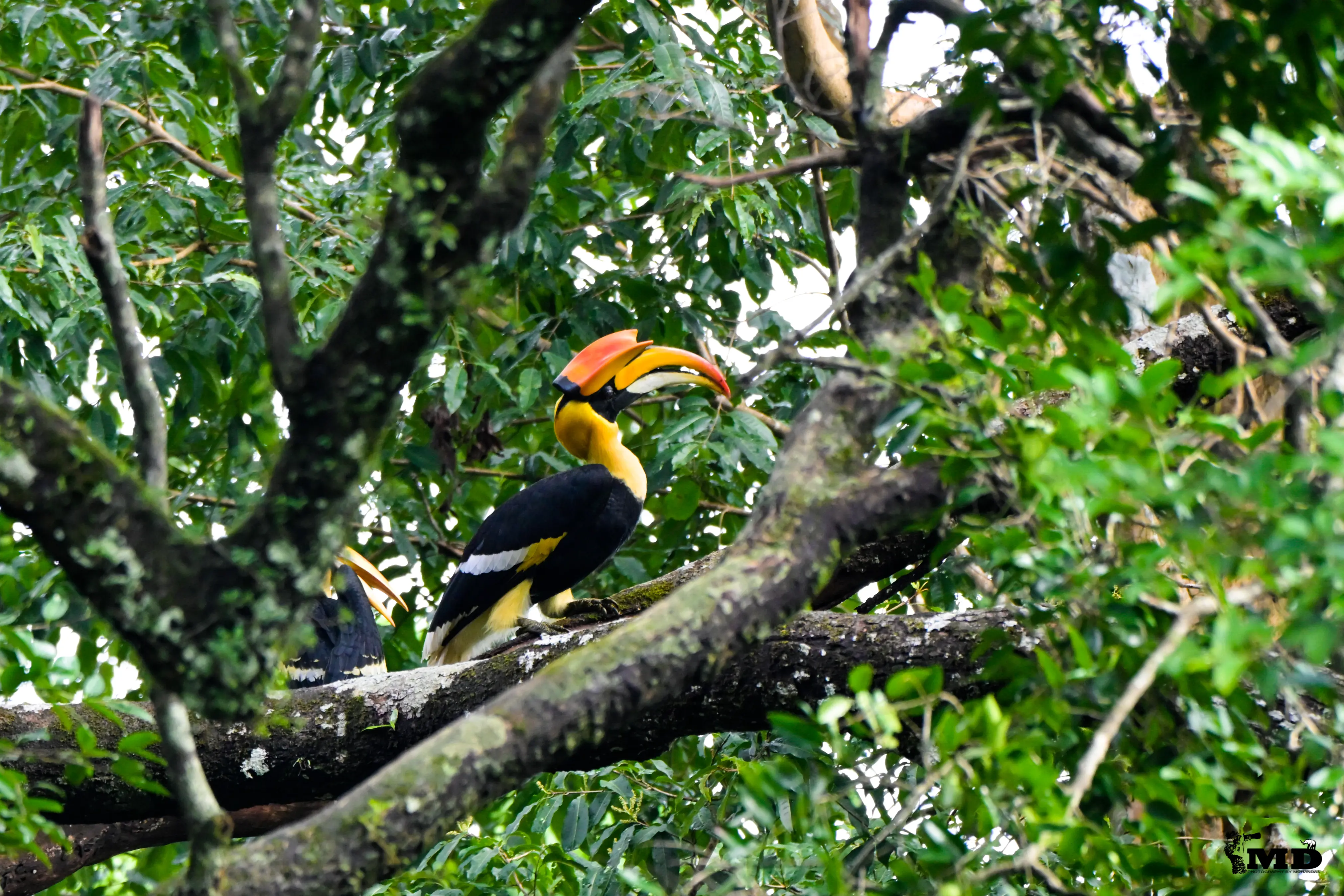 Great Indian Hornbill