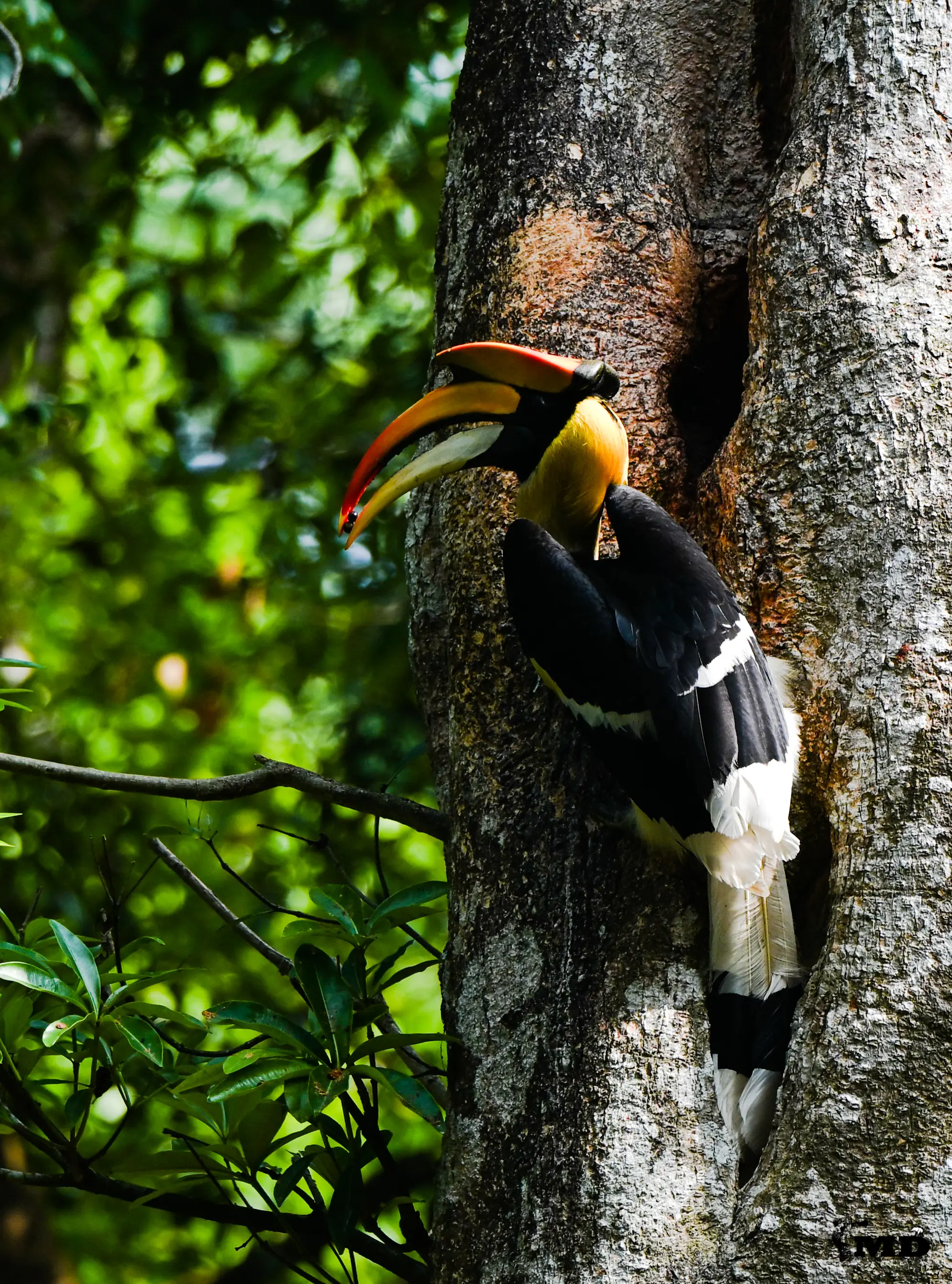 Great Indian Hornbill