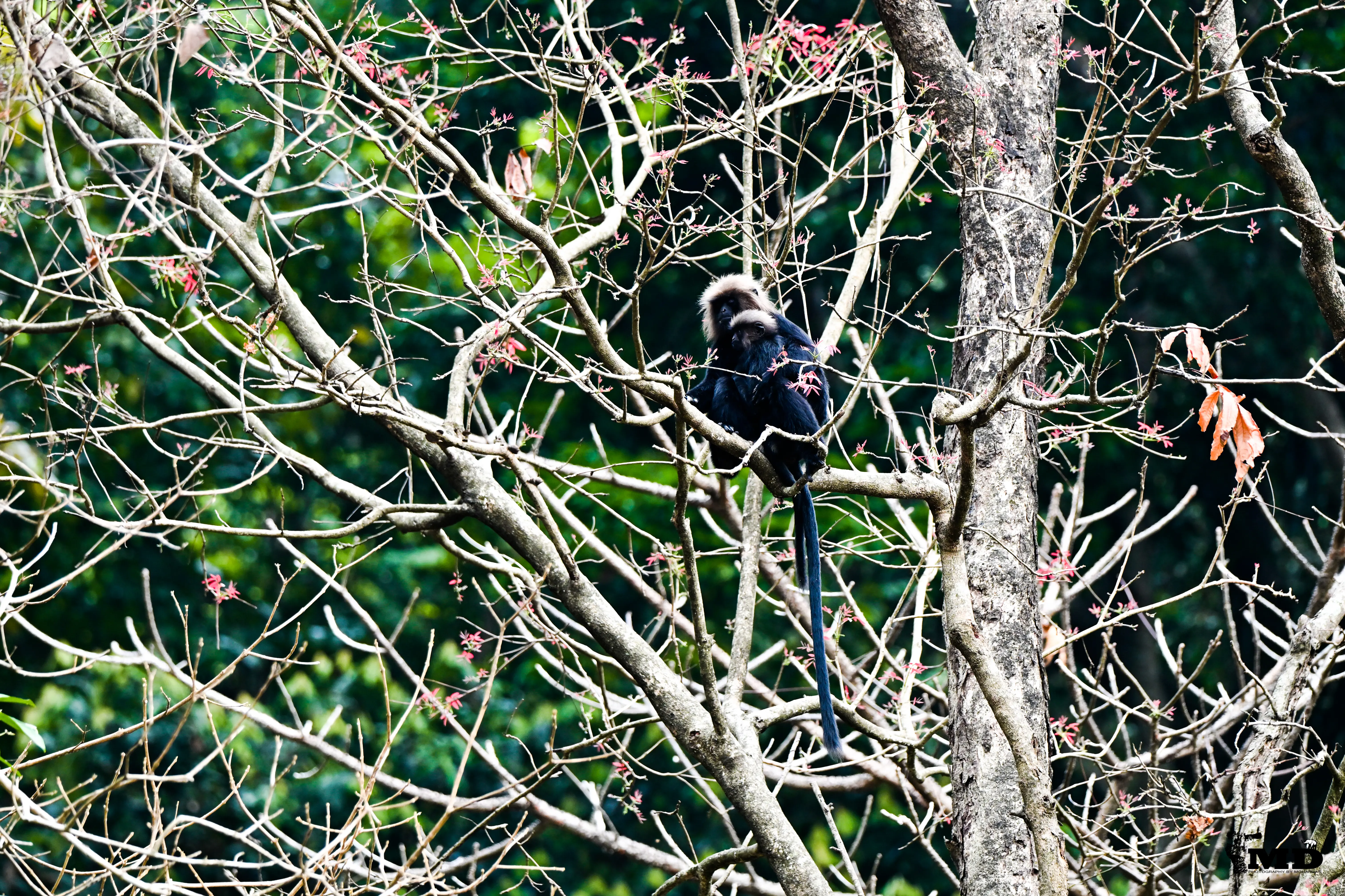 Nilgiri langur