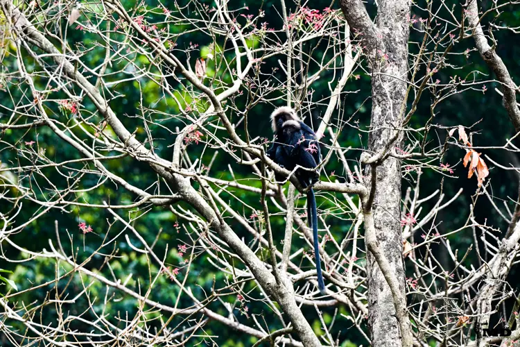 Nilgiri langur at Nelliapathi