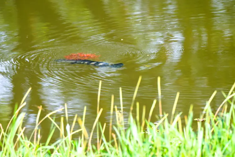 Malabar snakehead  fish with fingerlings  at Thattekad Bird Sanctuary | Keral | India