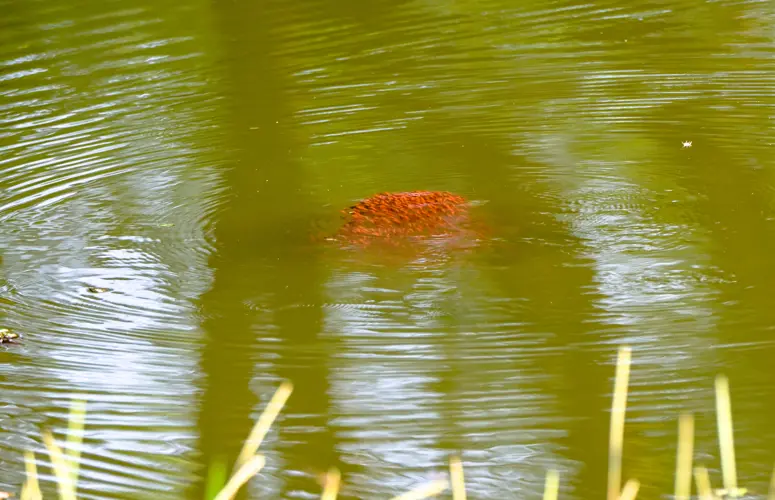 Malabar snakehead  fish fingerlings  at Thattekad Bird Sanctuary | Keral | India