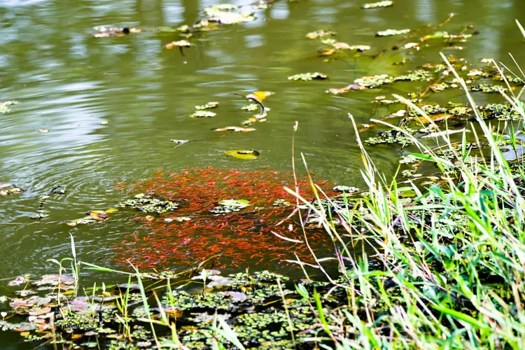 Malabar snakehead  fish fingerlings  at Thattekad Bird Sanctuary | Keral | India