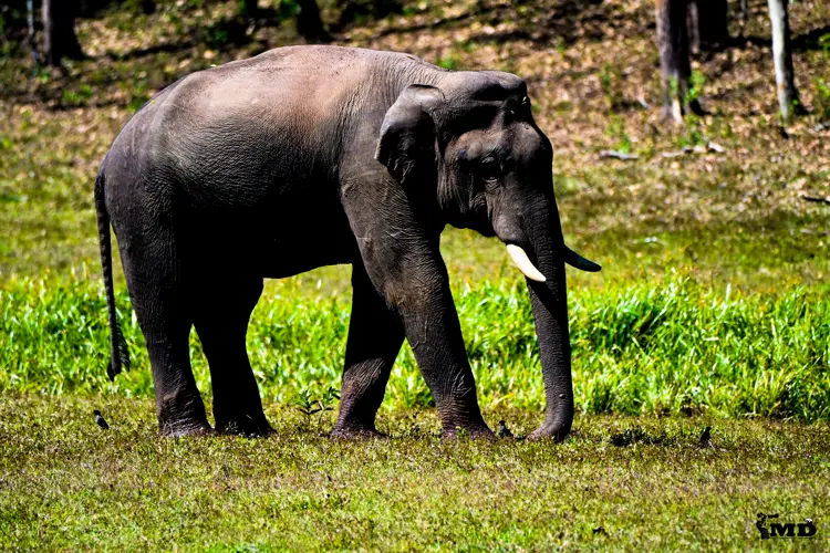 Elephant at Periyar Wildlife Sanctuary | Kerala | India