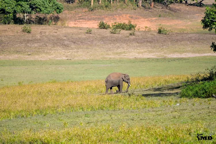 Elephant at Periyar Wildlife Sanctuary | Kerala | India