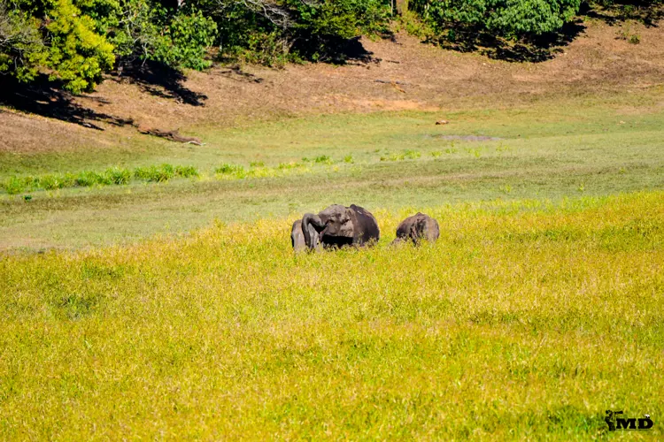 Elephants at Periyar Wildlife Sanctuary | Kerala | India