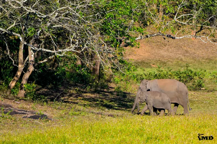 Elephants at Periyar Wildlife Sanctuary | Kerala | India