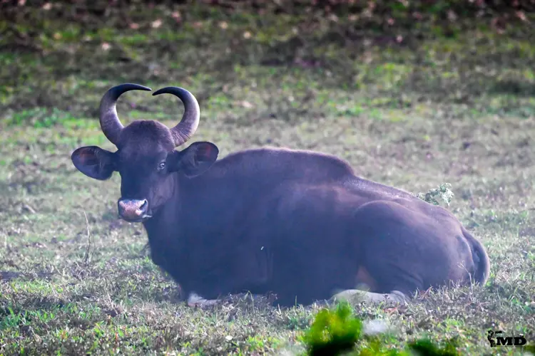 Indian wild gaur at Periyar Wildlife Sanctuary | Kerala | India