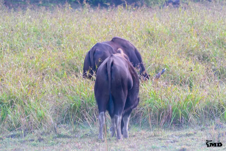 Indian Wild Gaurs  at Periyar Wildlife Sanctuary | Kerala | India