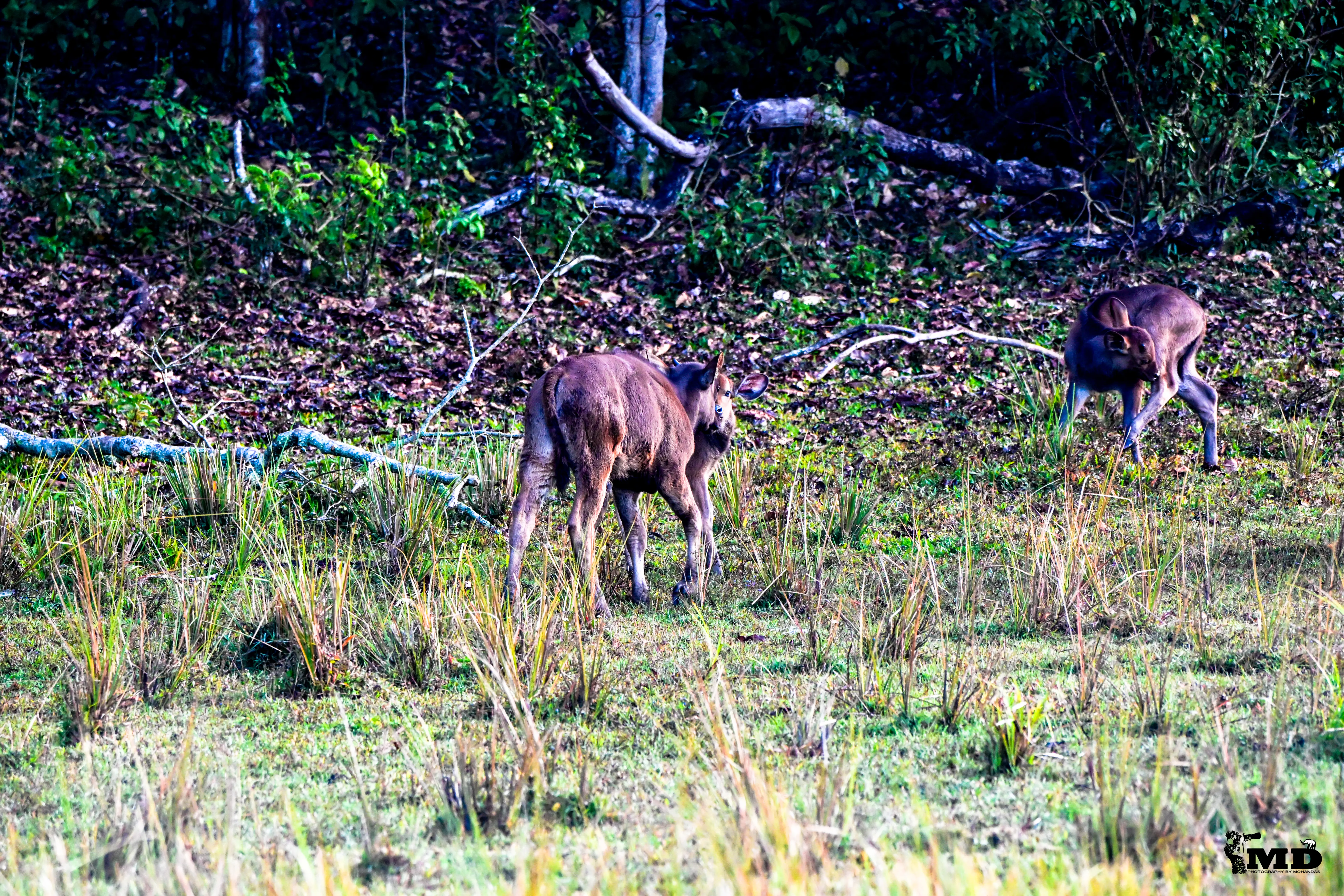 Baby wild gaur (calf)