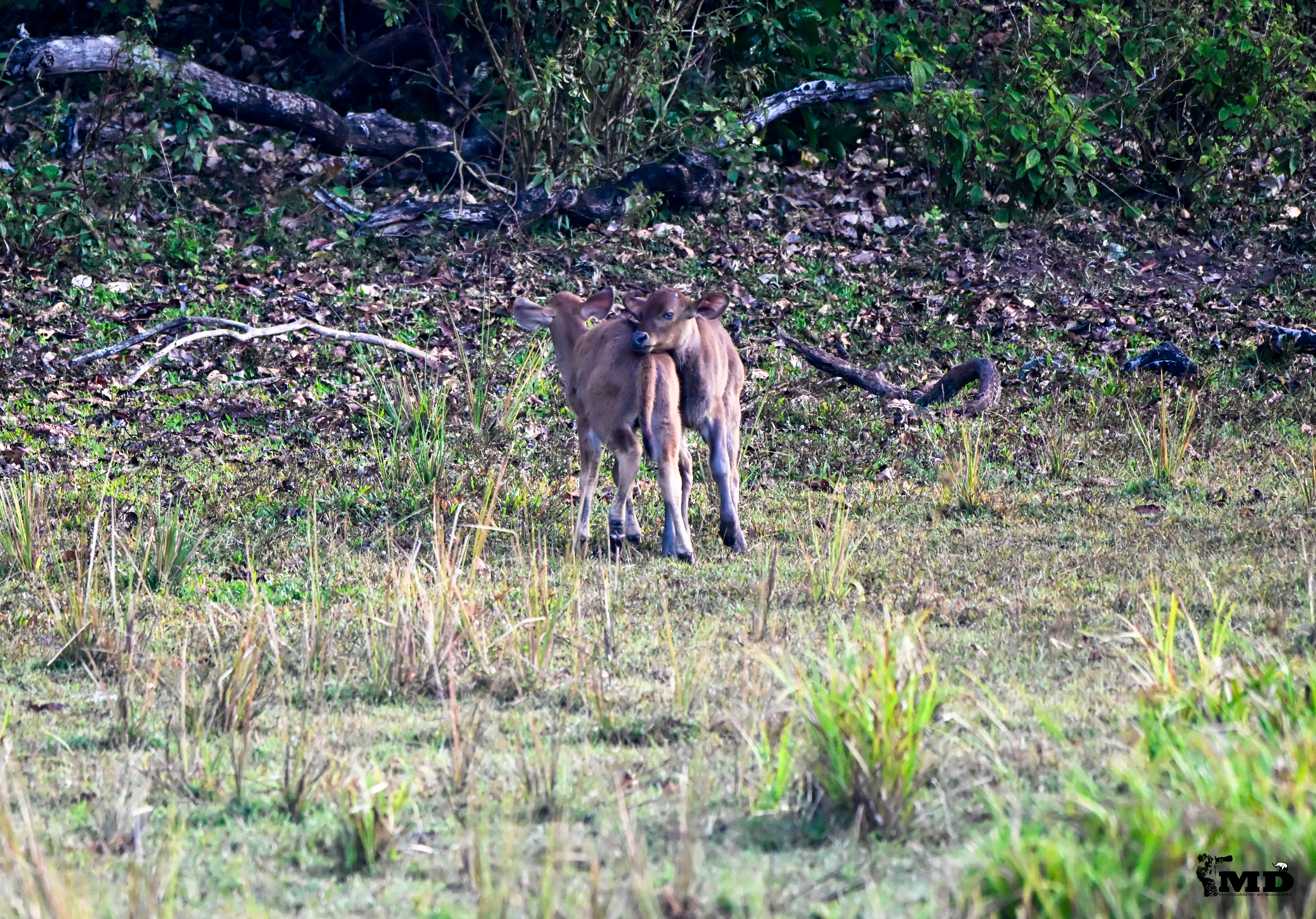 Baby wild gaur (calf)