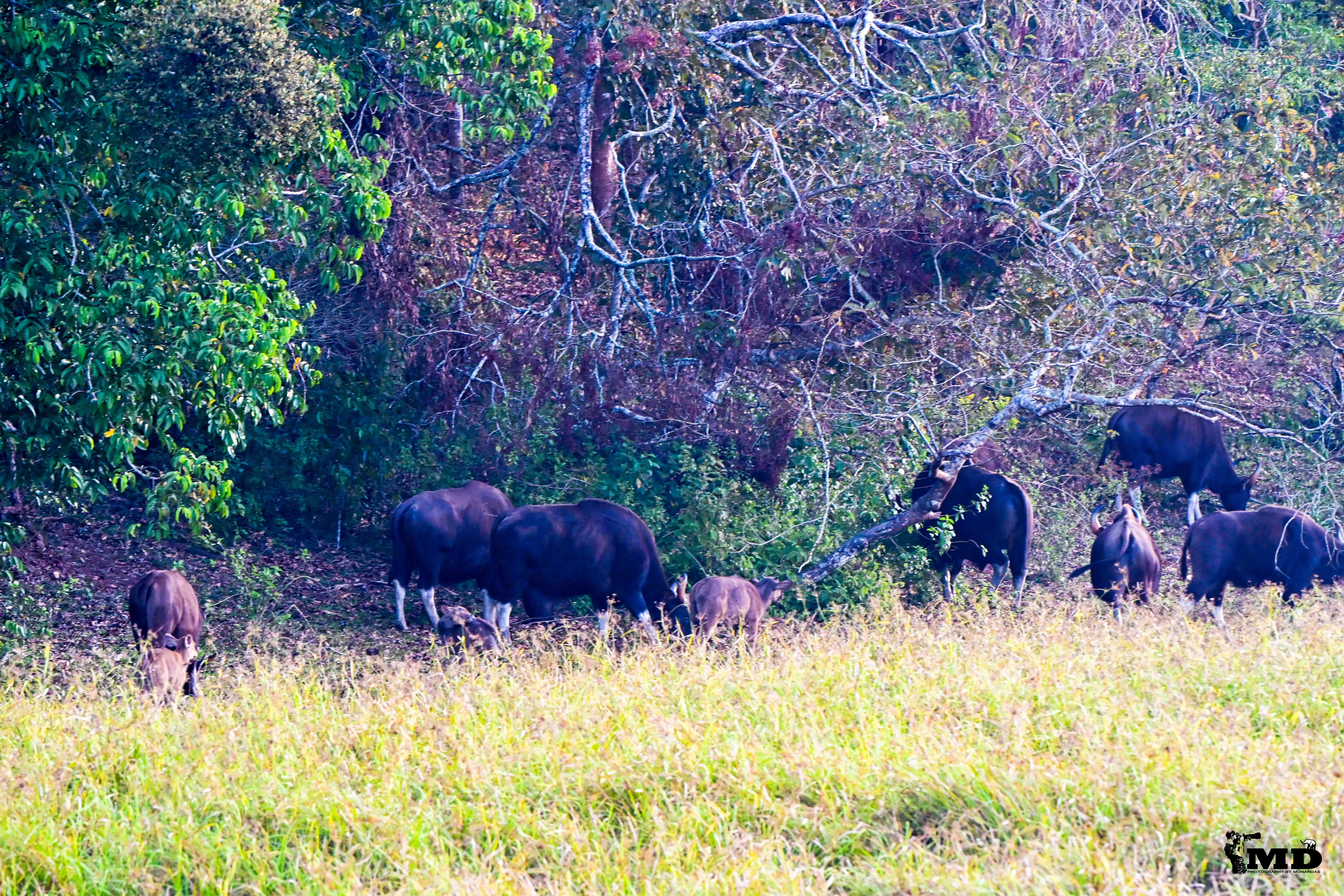 A group of Indian Wild Gaurs 