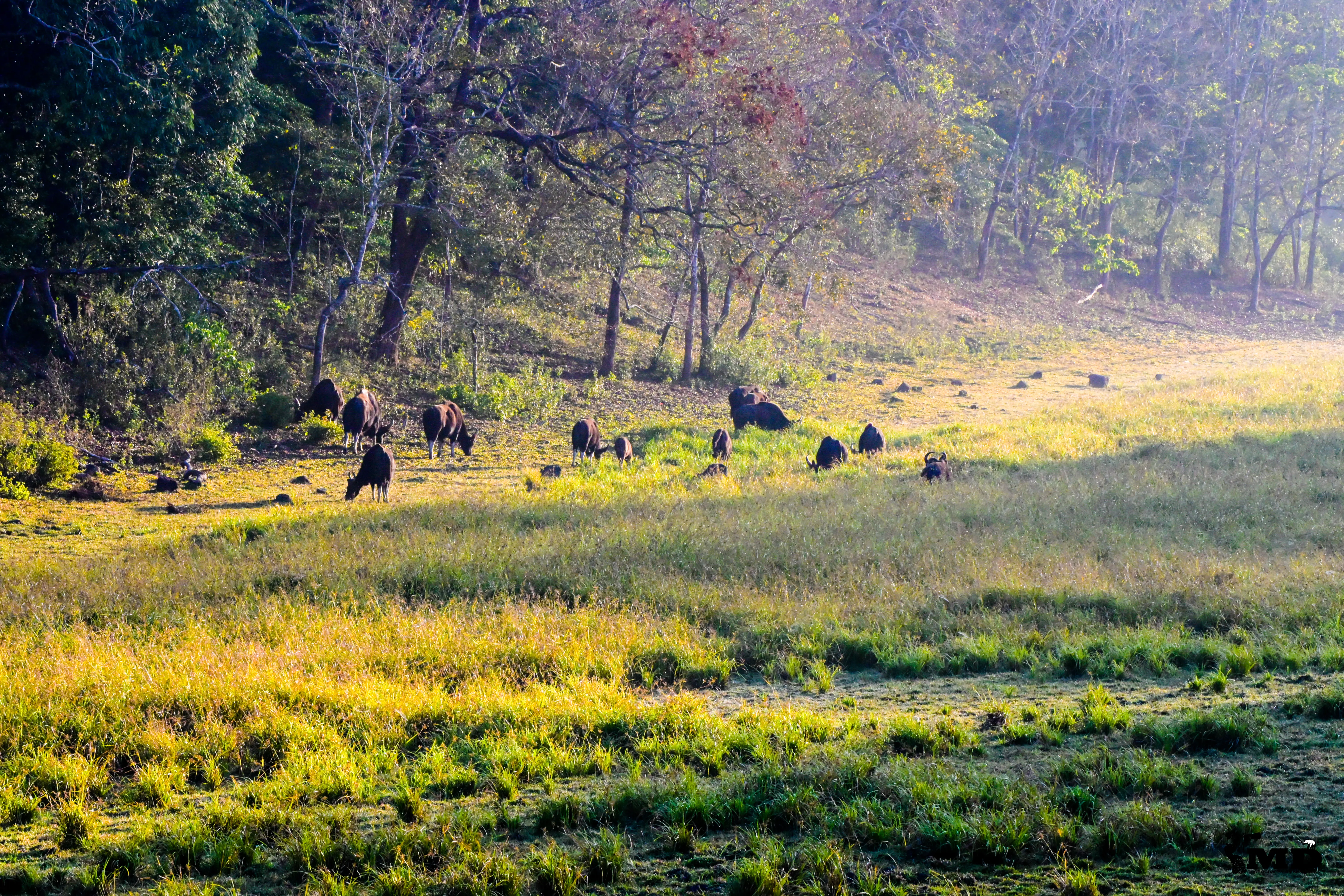 A group of Indian Wild Gaurs 