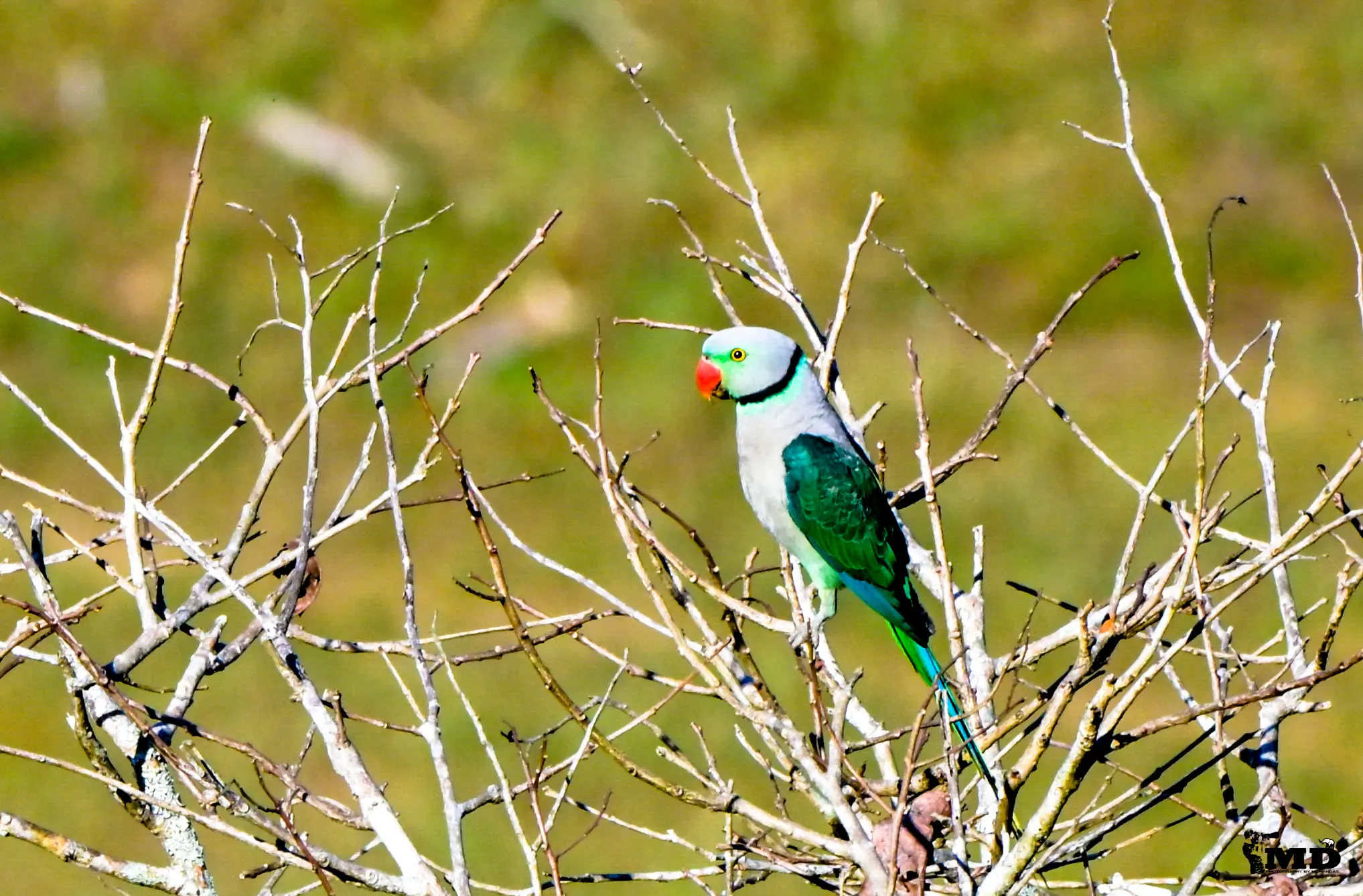 Malabar parakeet