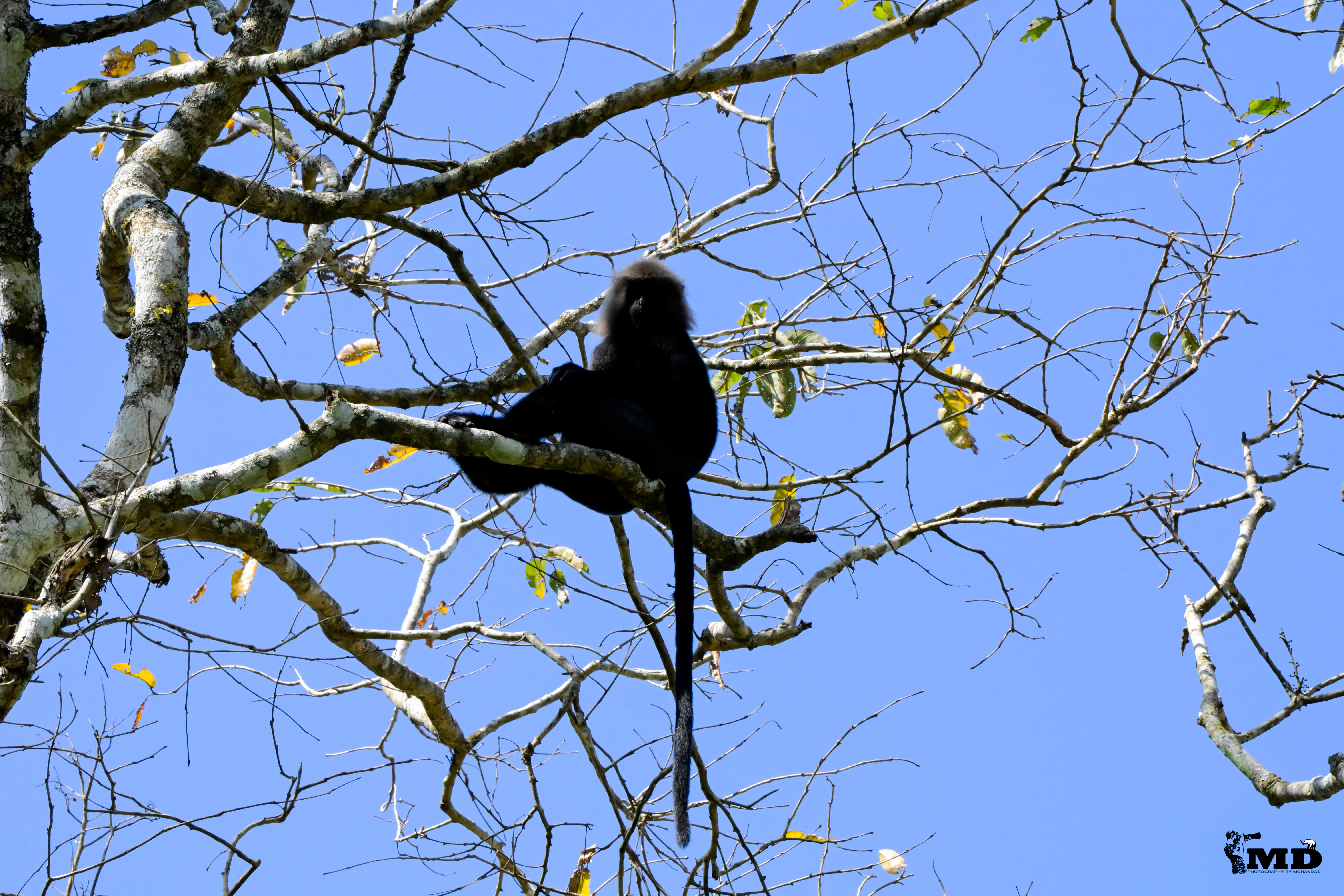 Nilgiri langur