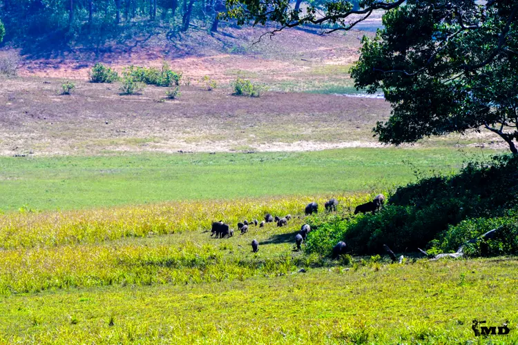 Indian Wild boar at Periyar Wildlife Sanctuary | Kerala | India
