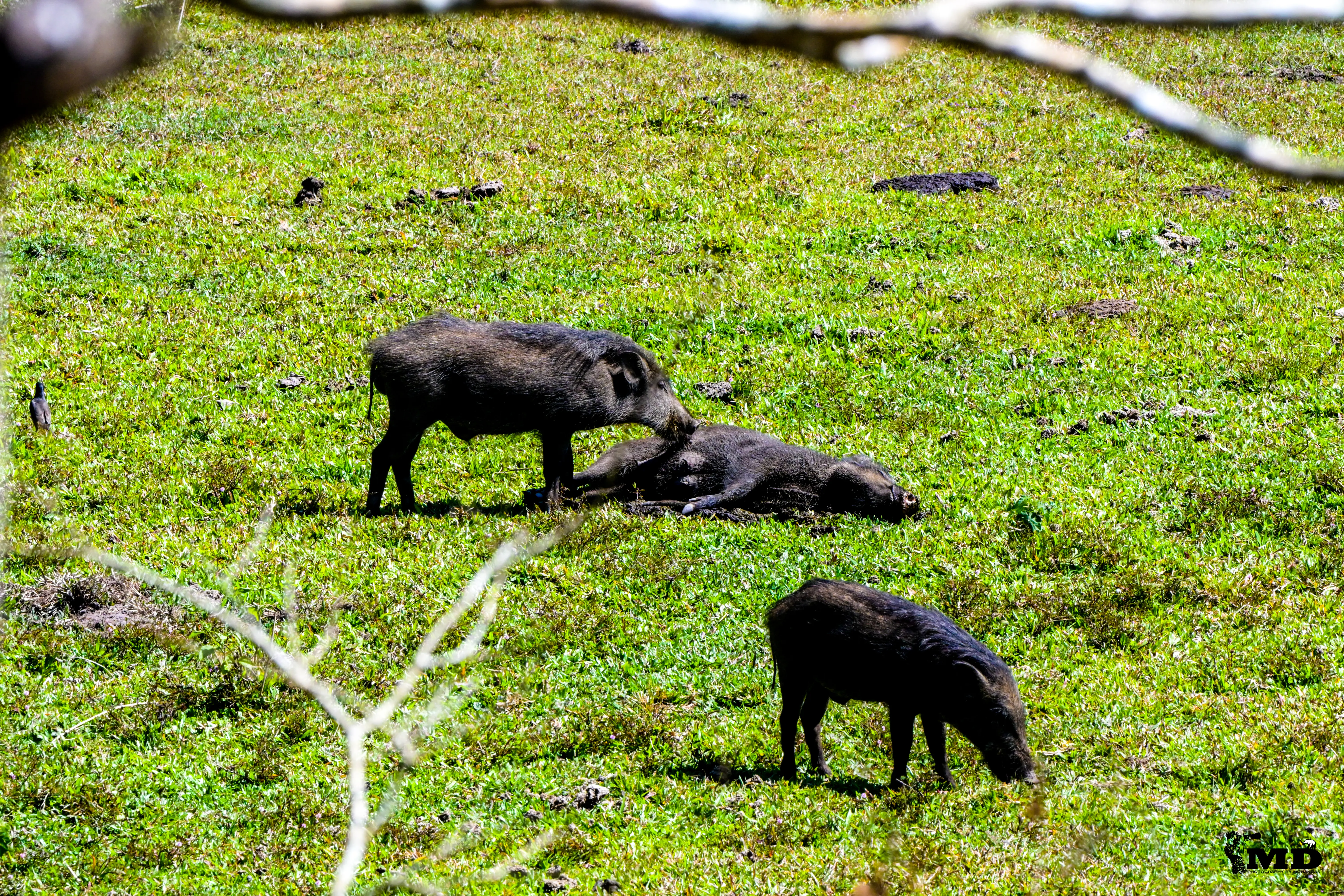 Indian Wild boar