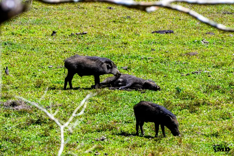 Indian Wild boar at Periyar Wildlife Sanctuary | Kerala | India