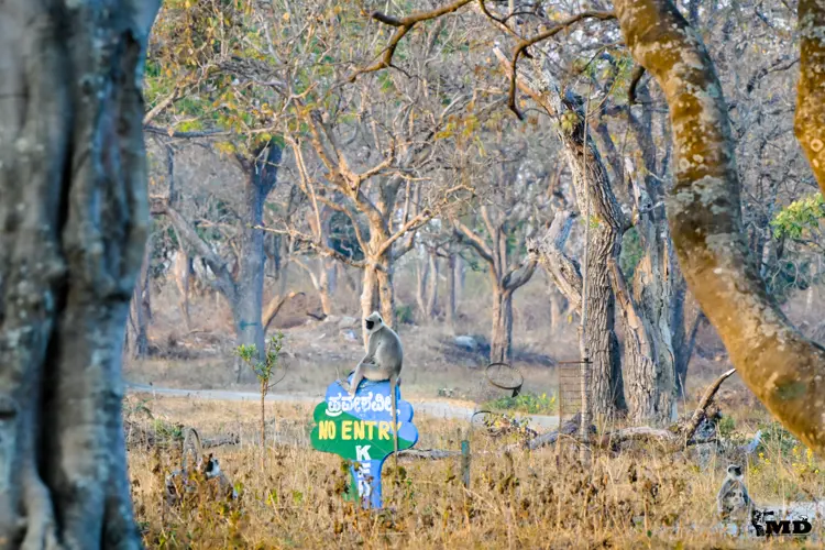 Gray langur at Bandipur National Park| karnataka| India