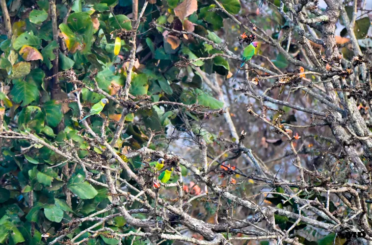 Parakeets at Bandipur National Park| karnataka| India