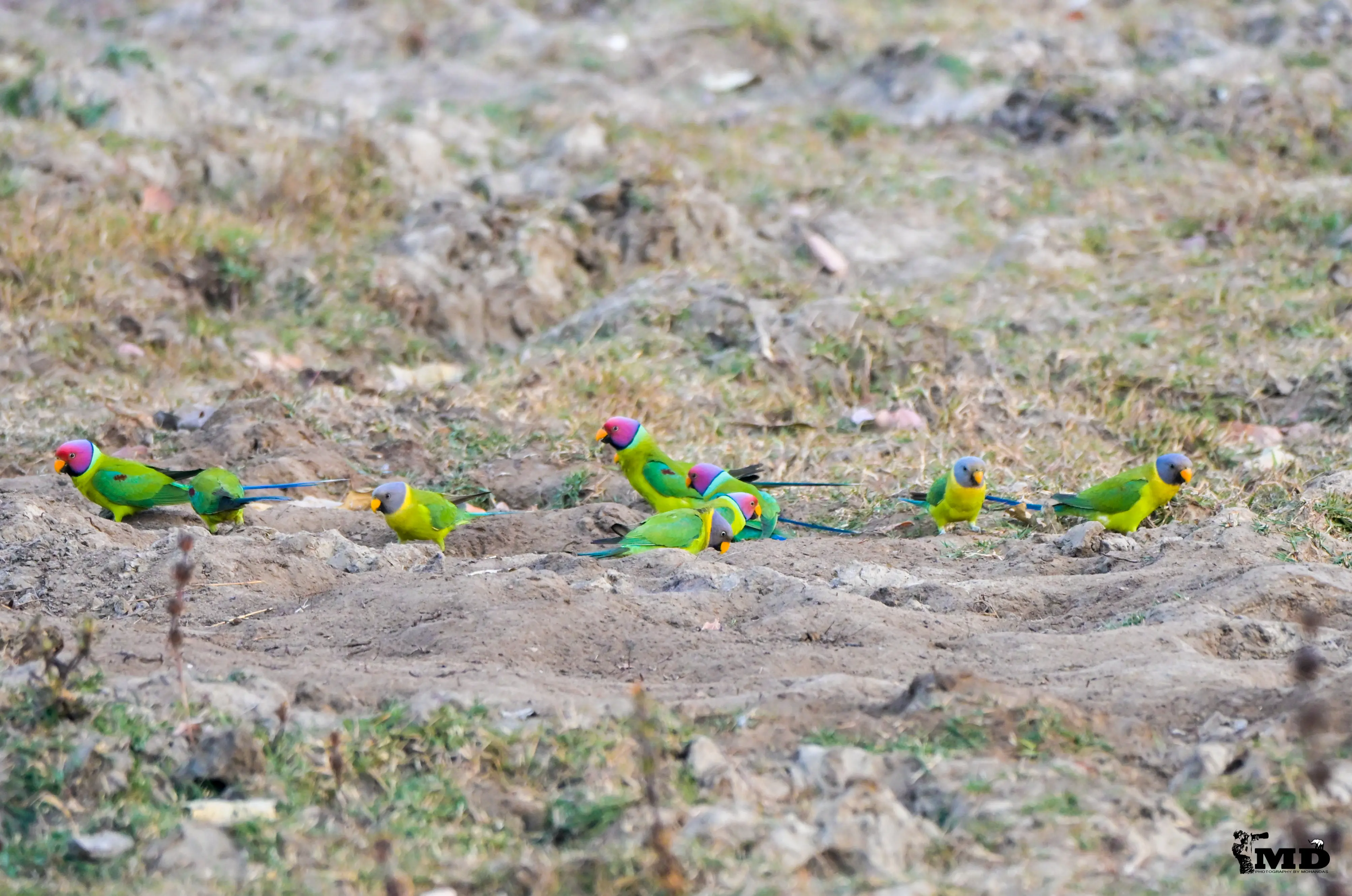 Parakeets