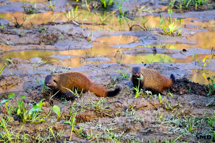 Stripe-Necked Mongoose at Bandipur National Park| karnataka| India