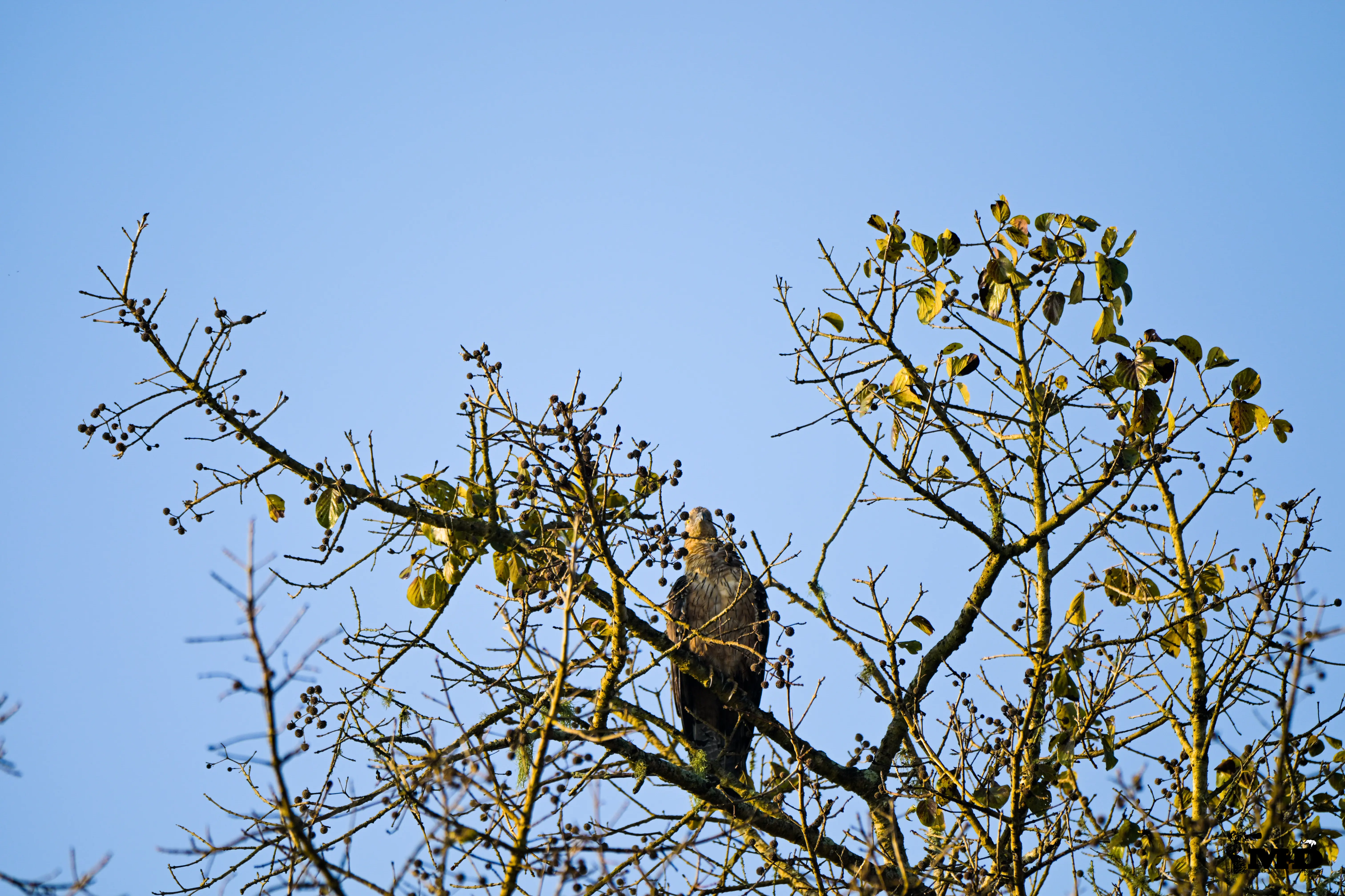 Changeable Hawk Eagle