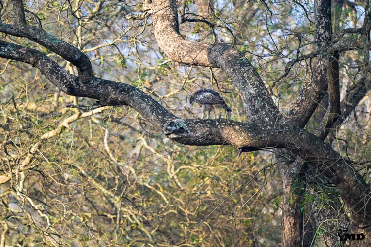 Changeable Hawk Eagle at Bandipur National Park| karnataka| India