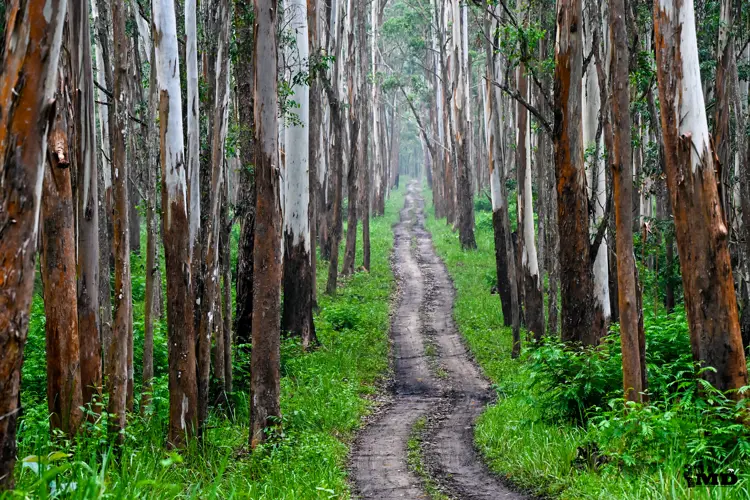  Nature at Muthanga wildlife sanctuary
