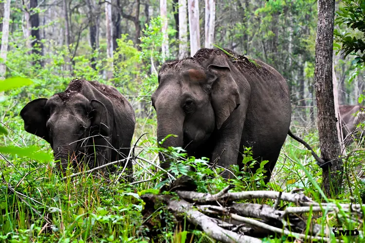 Elephants at Muthanga wildlife sanctuary