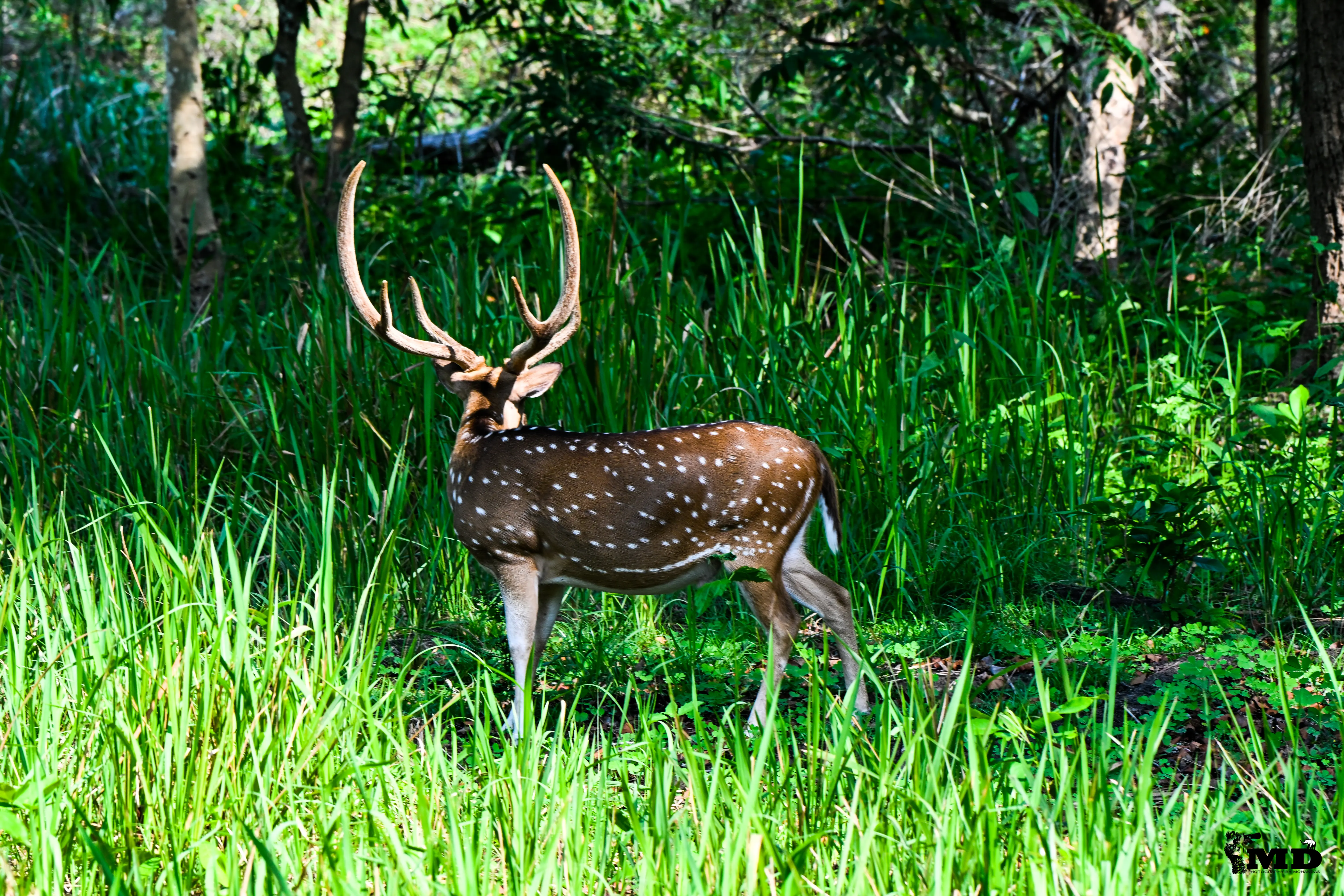 Spotted Deer