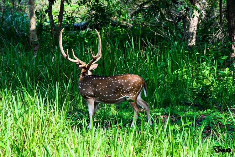 Spotted Deer at Muthanga wildlife sanctuary