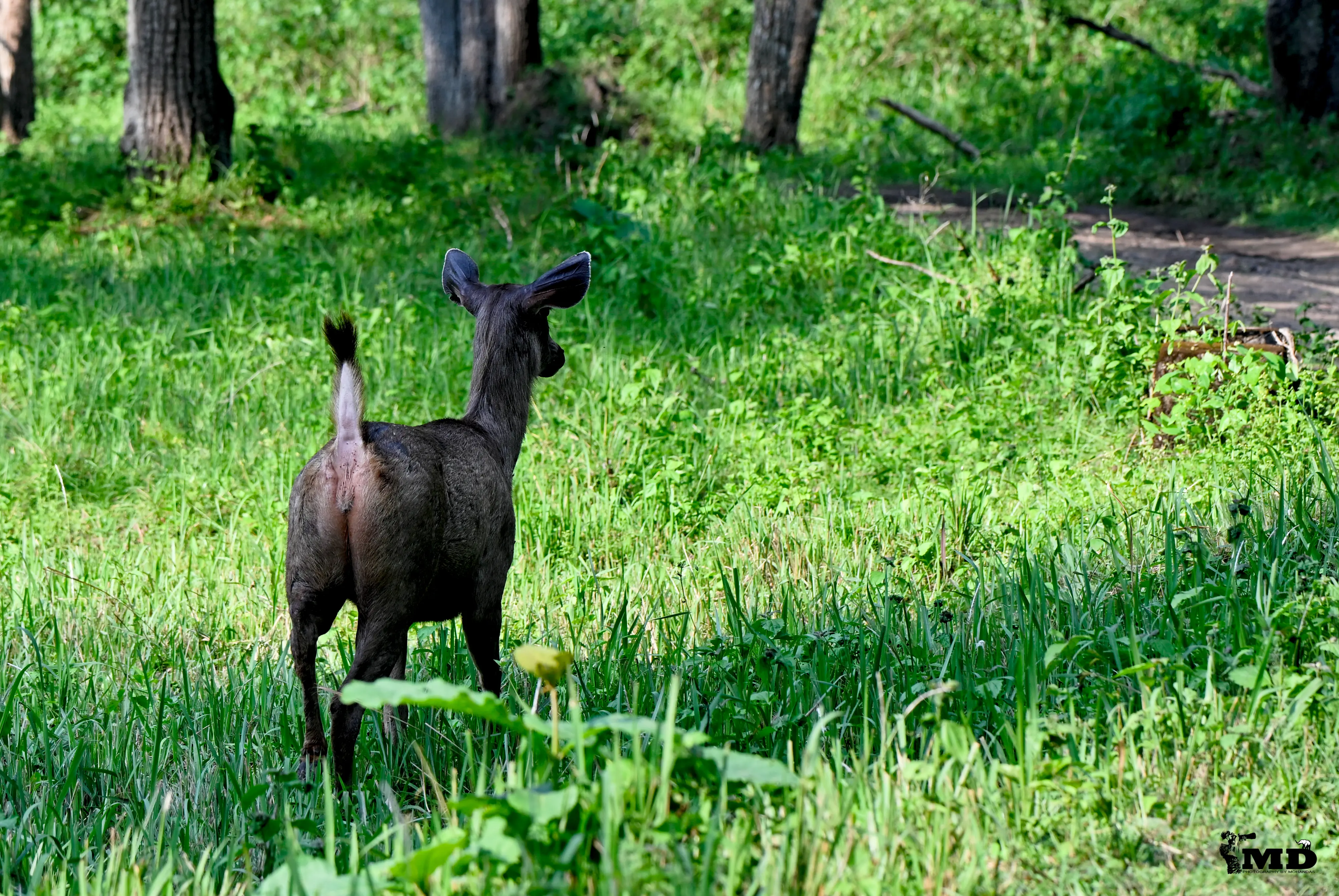 Sambar deer