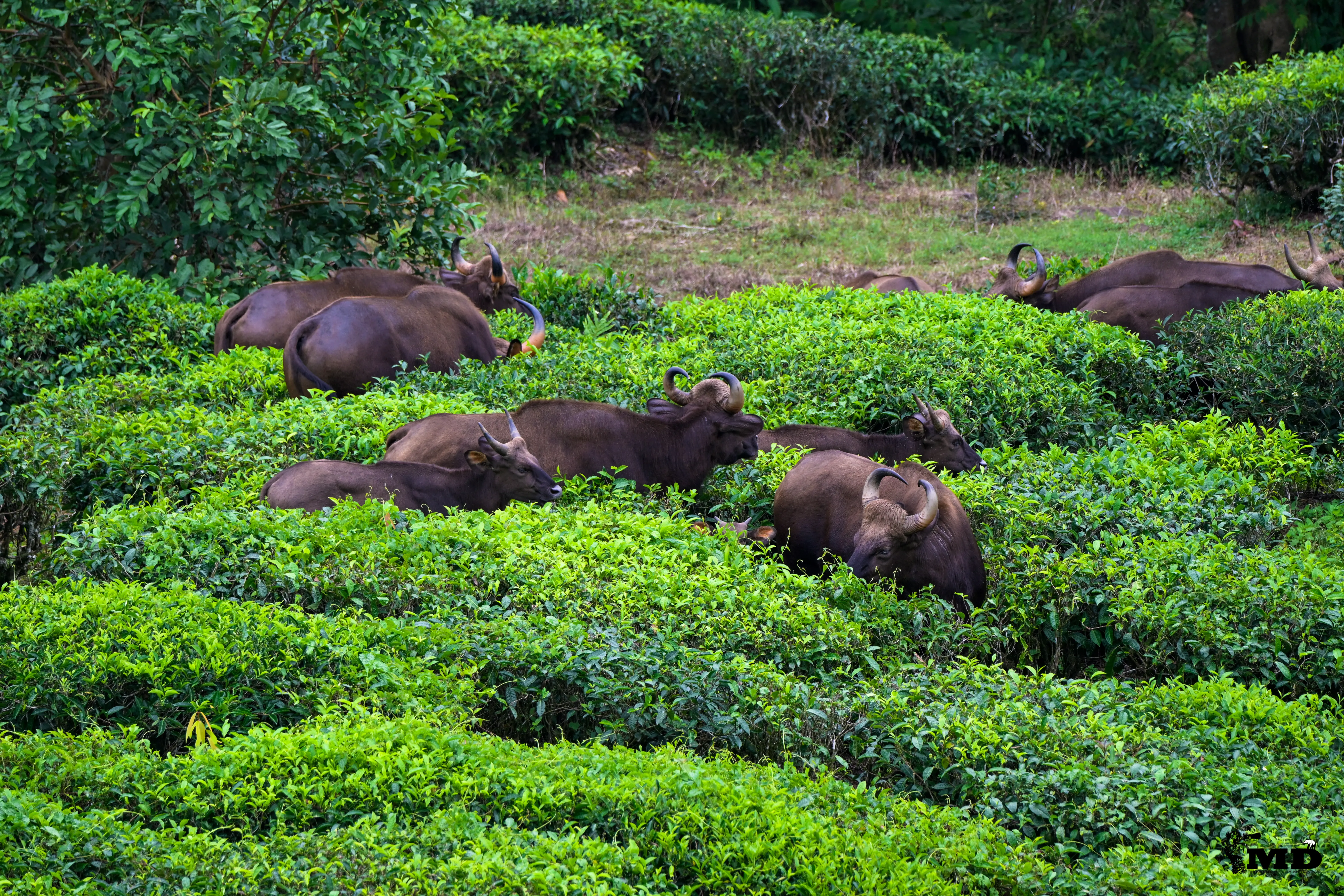 A group of Indian Wild Gaurs 