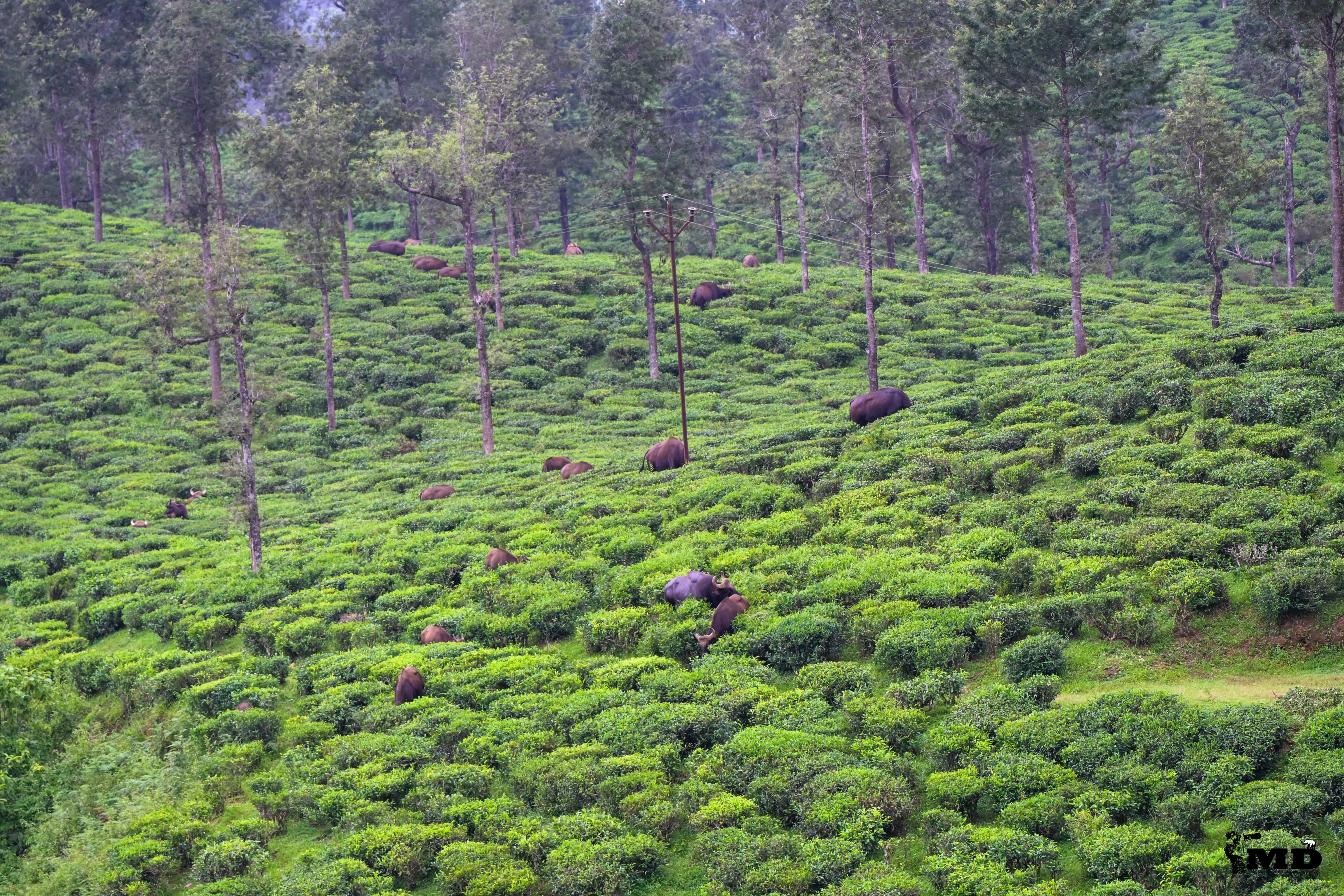 A group of Indian Wild Gaurs 