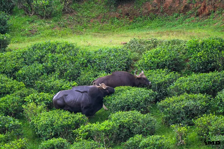 Indian Wild Gaur  at Valparai | Tamil Nadu | India