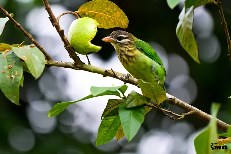 White Cheeked Barbet at Valparai | Tamil Nadu | India