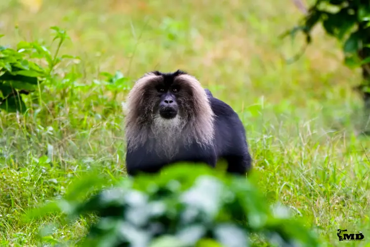 Lion-tailed macaque at Valparai | Tamil Nadu | India