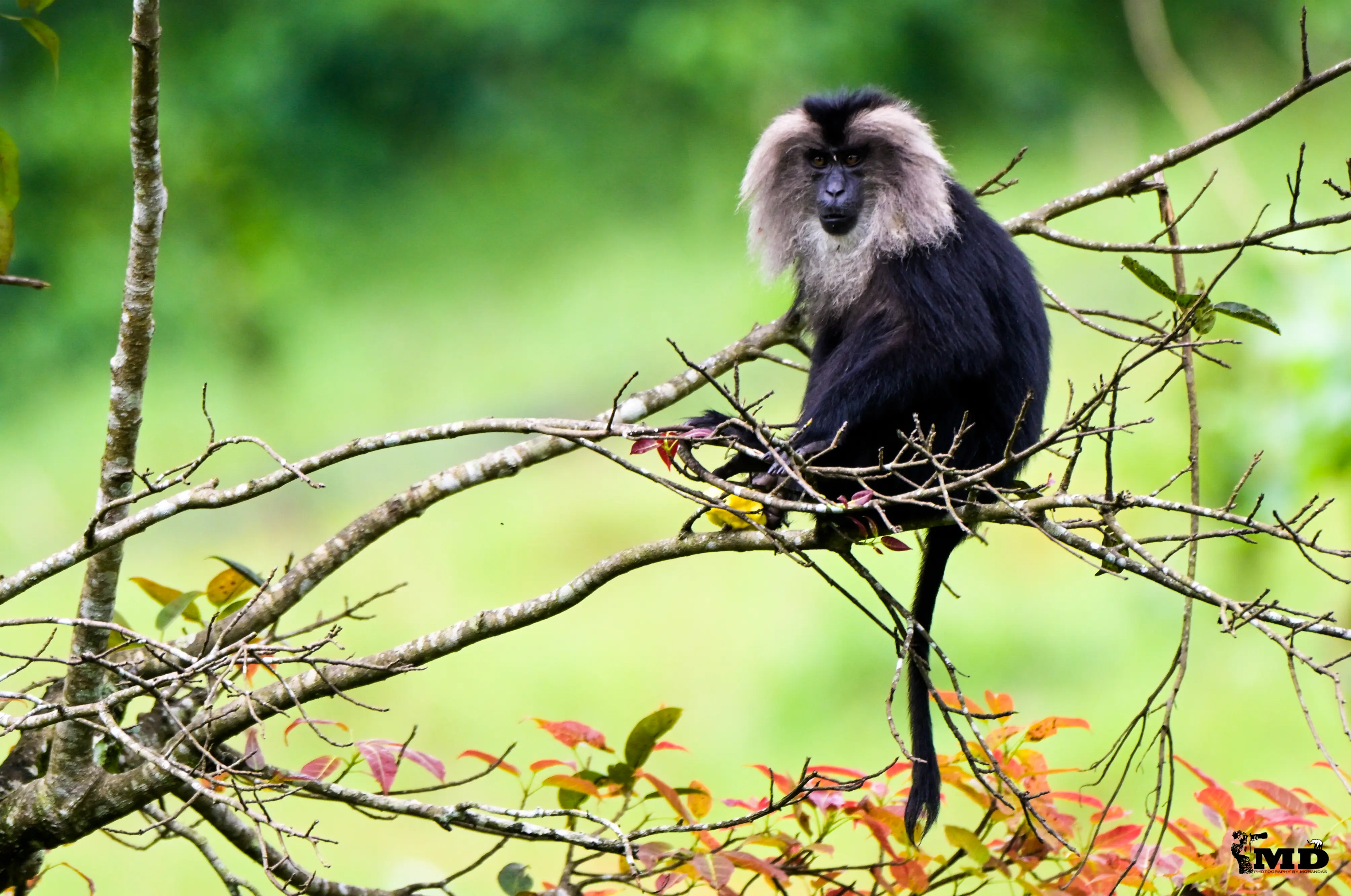 Lion-tailed macaque