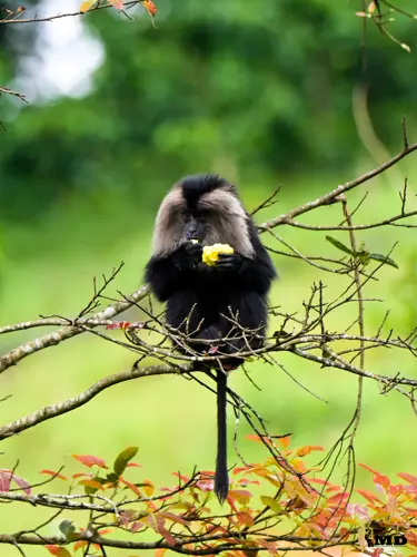 Lion-tailed macaque at Valparai | Tamil Nadu | India