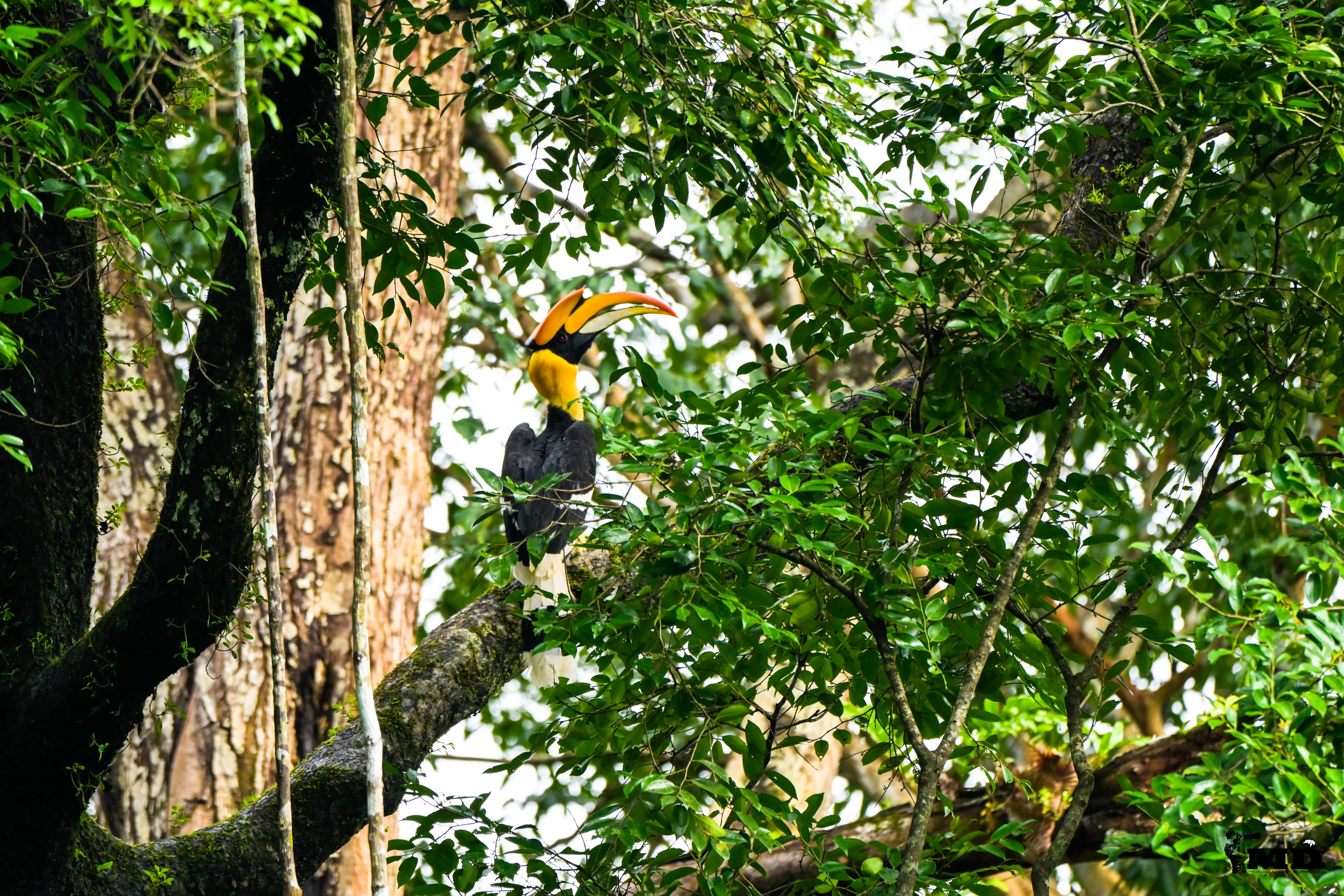 Great Indian Hornbill