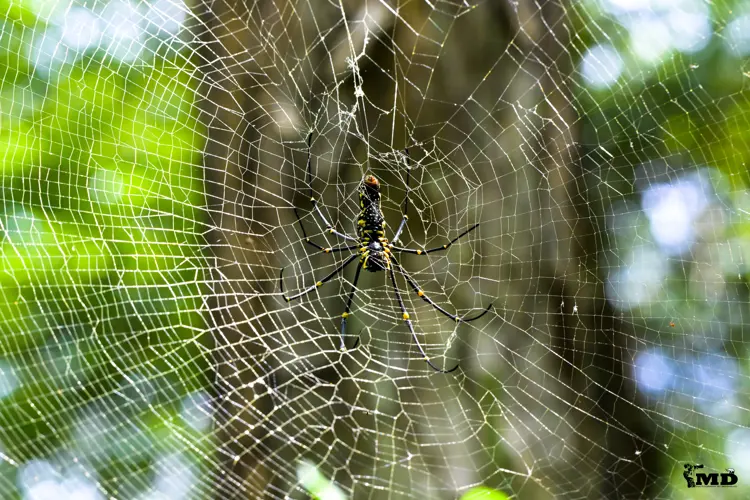 Tropical Spider  at Parambikulam Tiger Reserve | Kerala | India